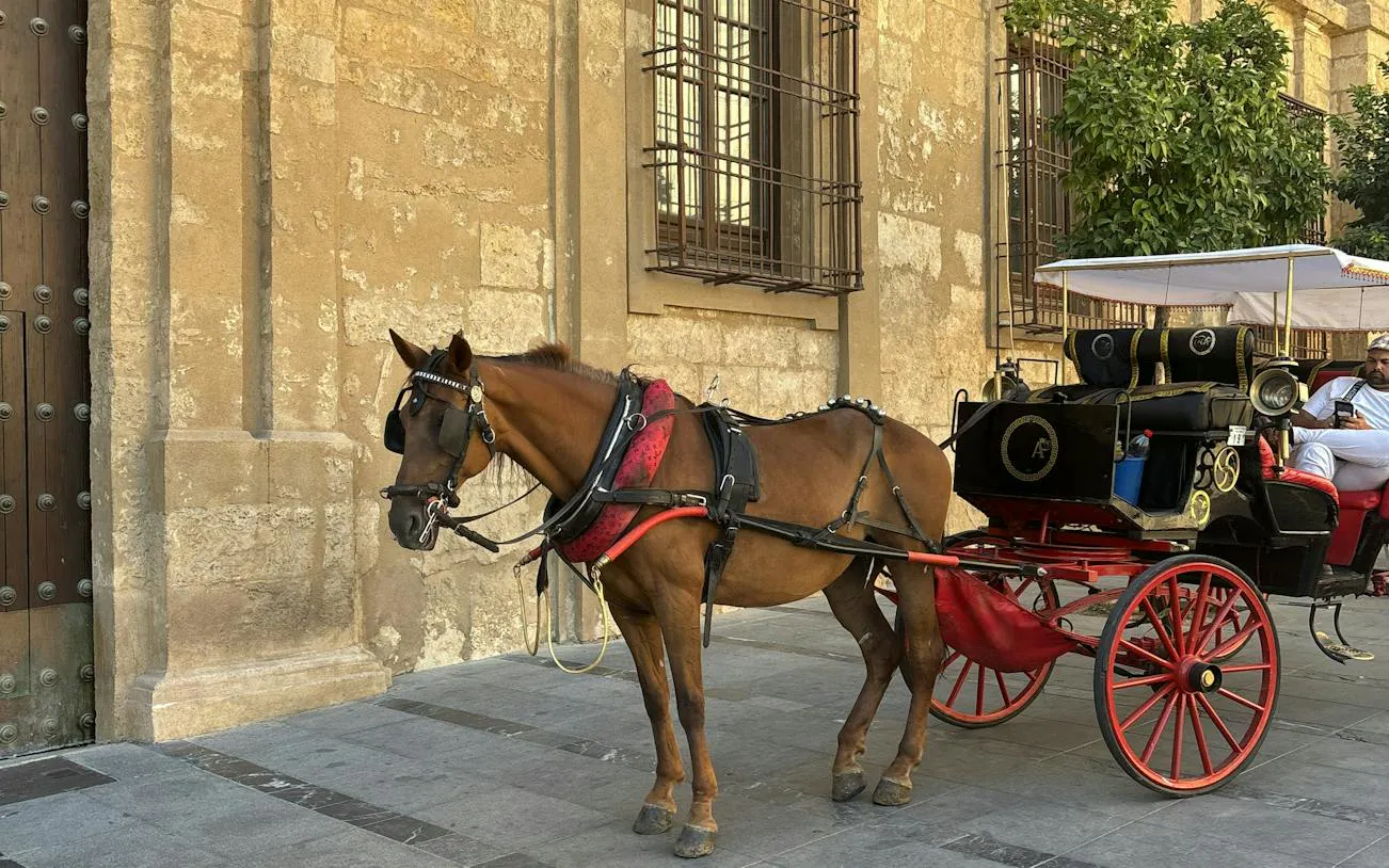 Horse-drawn carriage in front of historic building, Córdoba Treasure Hunt.