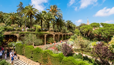 Walk of the Palm Trees