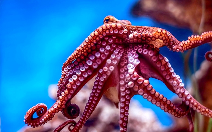 Octopus at Malta National Aquarium with vibrant tentacles.