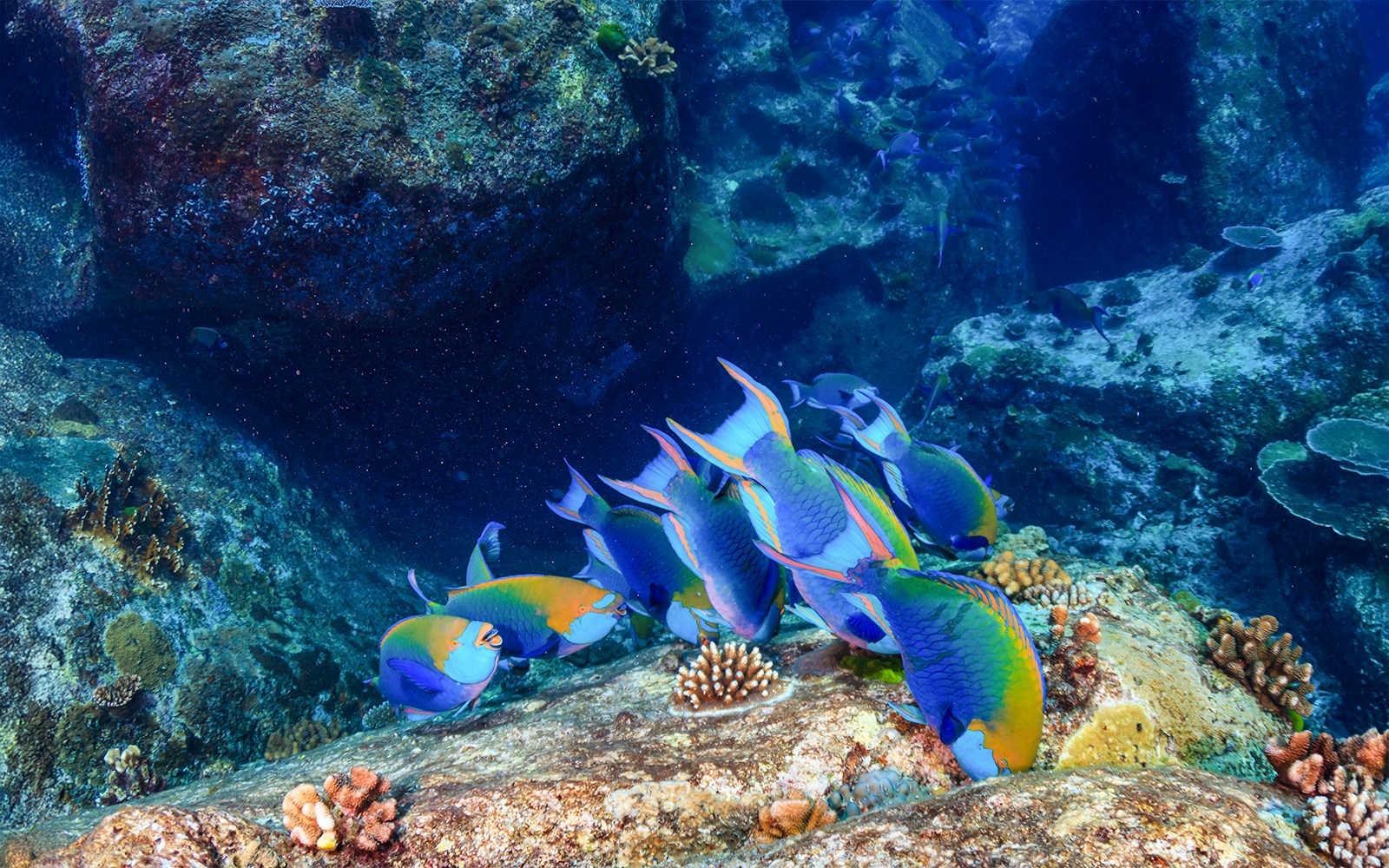 Parrotfish feeding on a coral reef in a tropical ocean setting.