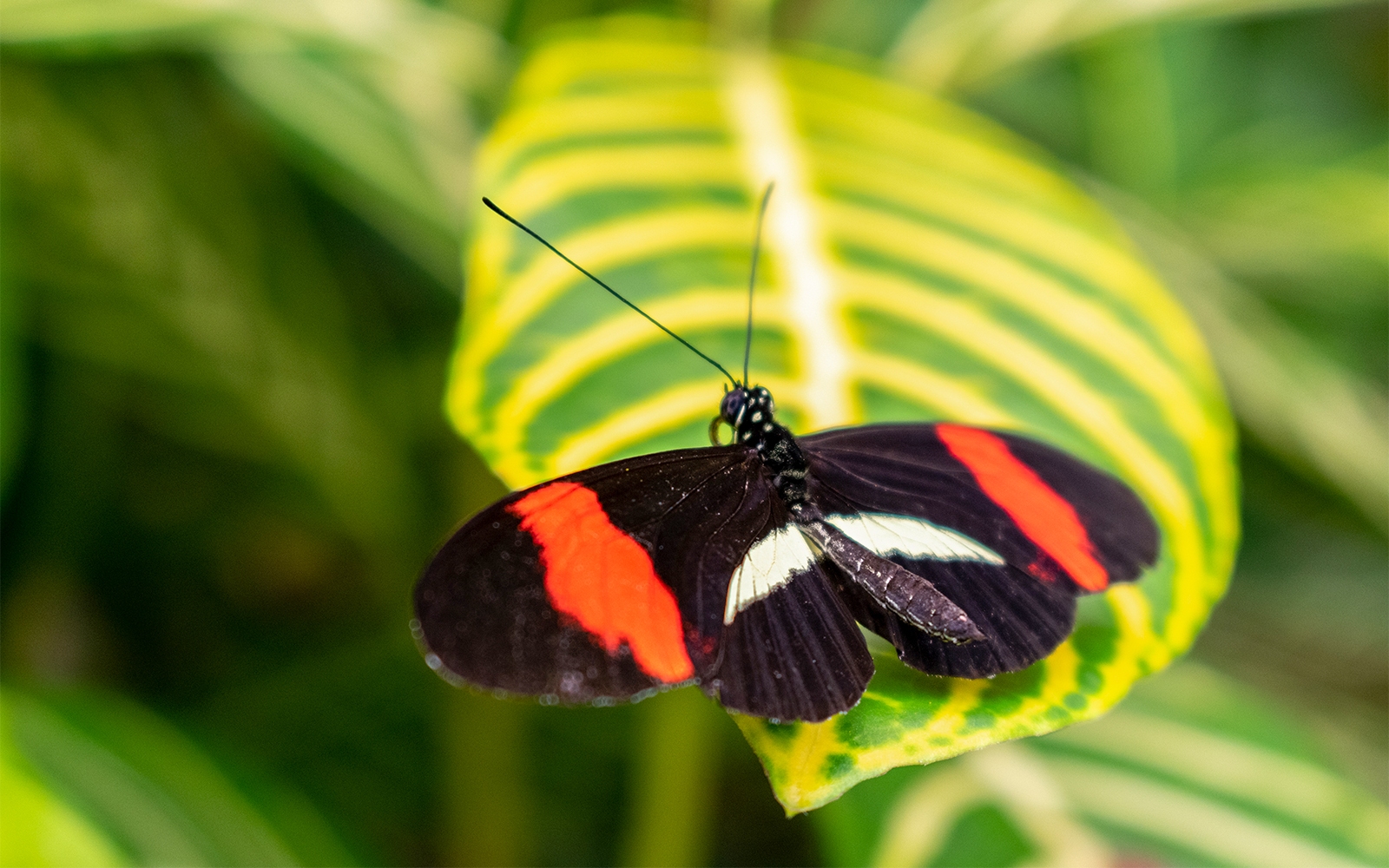 Butterfly in Amazonica exhibit at Rotterdam Zoo.
