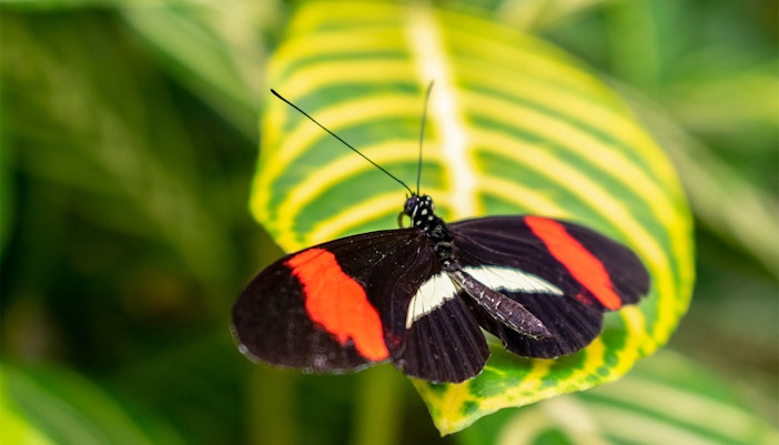 Butterfly in Amazonica exhibit at Rotterdam Zoo.