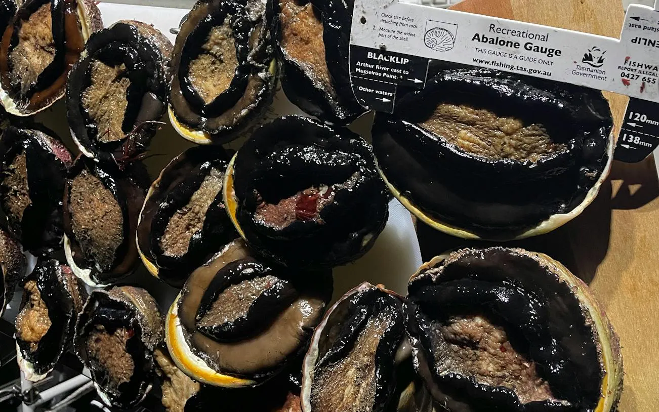 Abalone shells displayed with a measuring gauge, Hobart Private Yacht Charter.