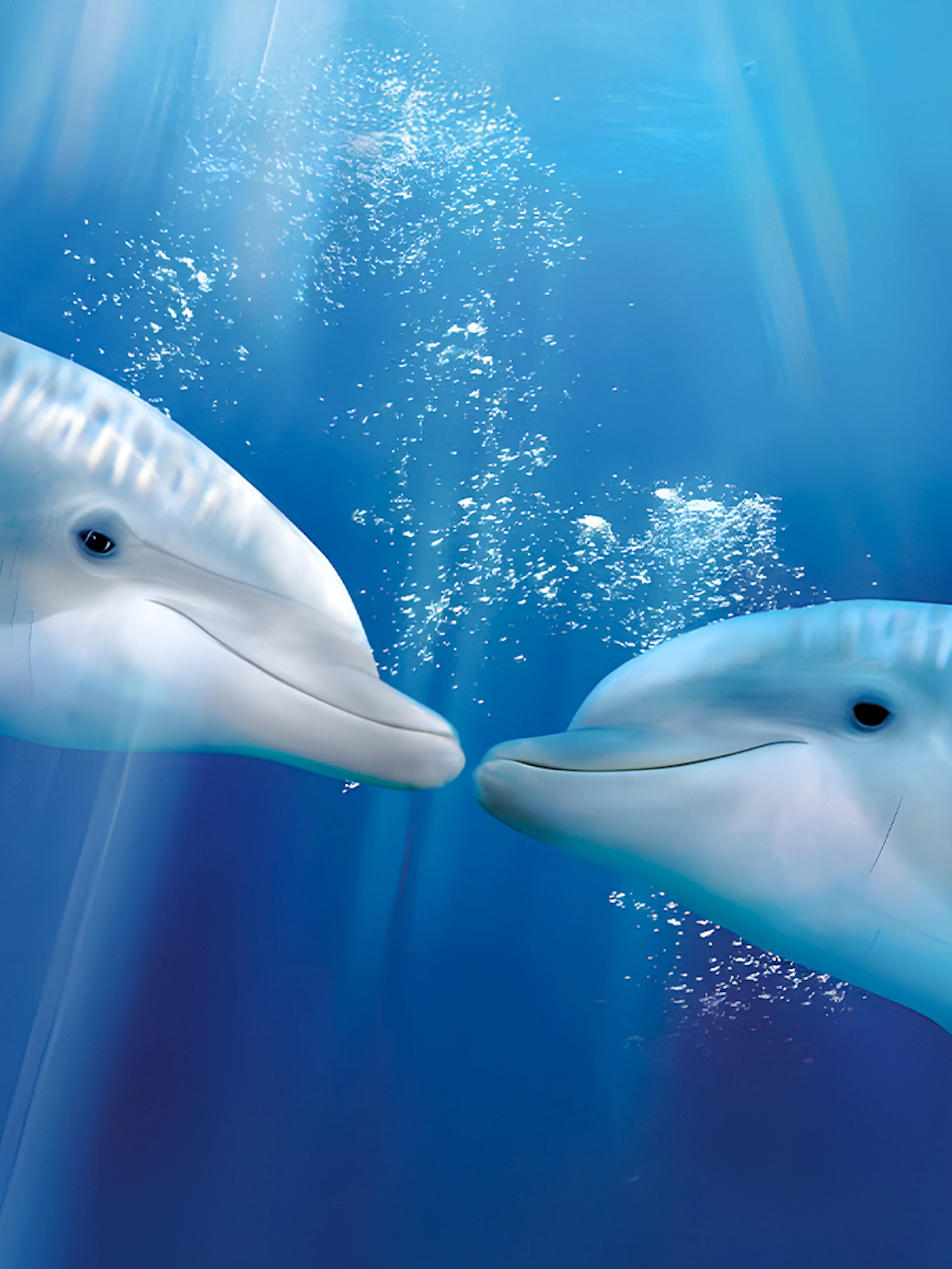 Dolphins swimming underwater at Oltremare park.