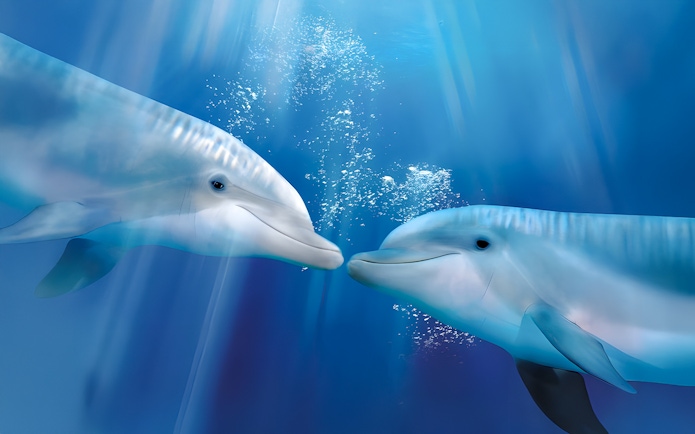 Dolphins swimming underwater at Oltremare park.