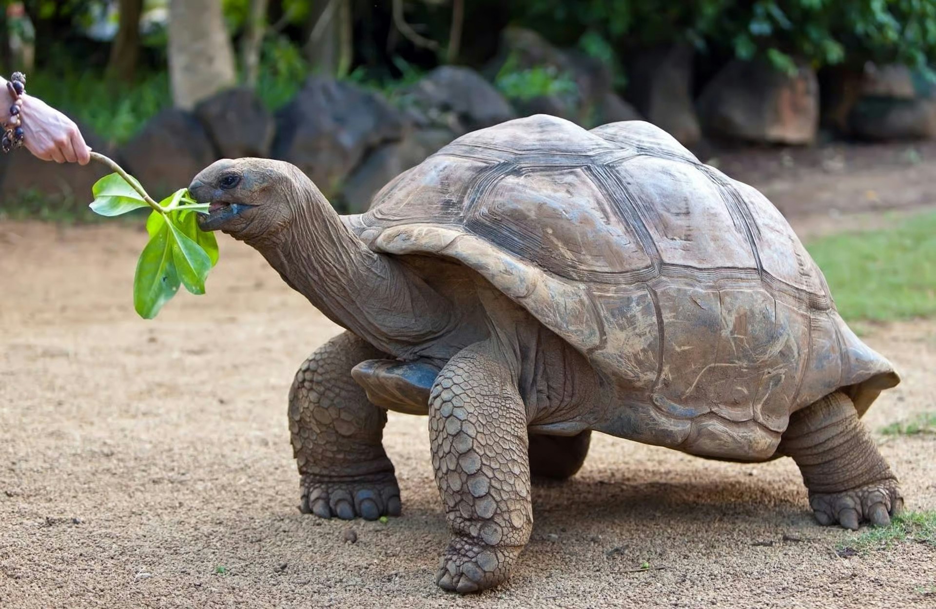 Aldabra giant tortoise eating leaves in Mauritius.