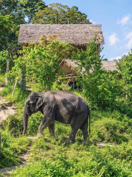 Rescued Asian elephant grazing on a green hillside at Patong Hill Tribe Elephant Village.