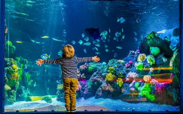 Child observing colorful fish and coral at AquaDom & SEA LIFE Berlin.