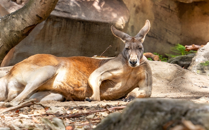 Kangaroo resting on the ground at Taronga Zoo Sydney.