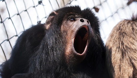Black Howler Monkey