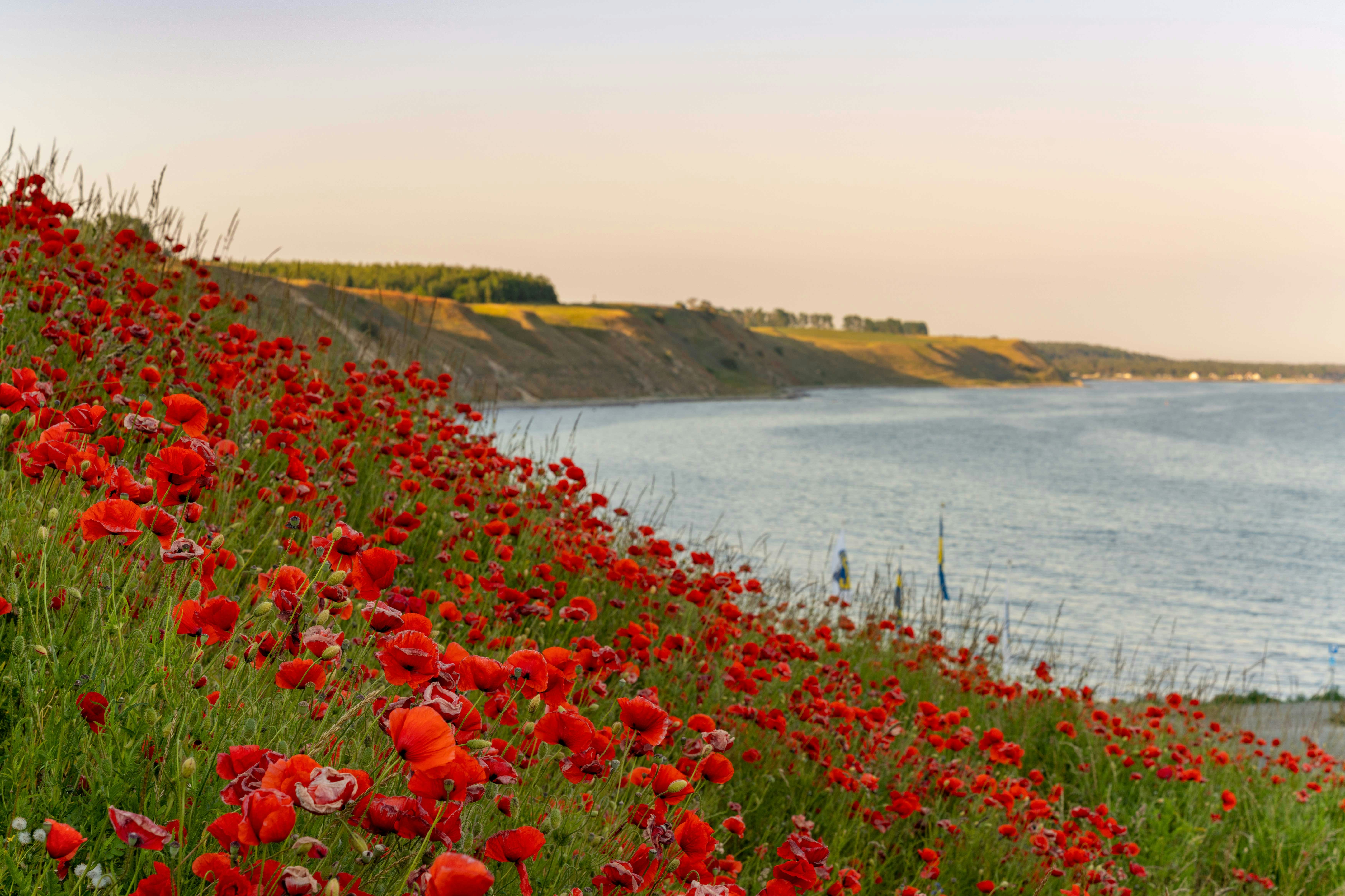 Poppies bloom in a vibrant field near a historic stone bridge in Tuscany, Italy.