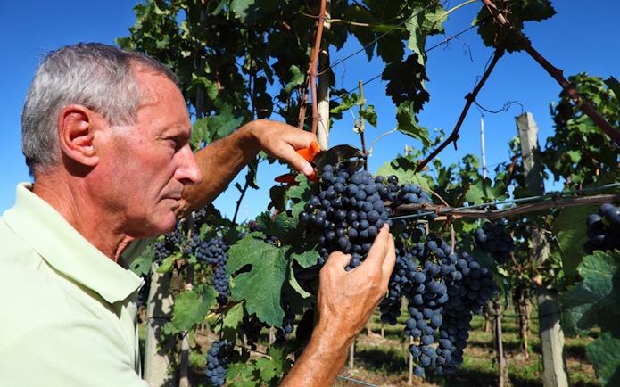 Man harvesting grapes in Chianti vineyard during guided wine tour.