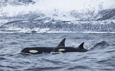 Orca whales swimming in Arctic waters during a whale watching cruise.