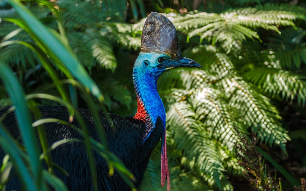 Southern cassowary in lush Australian rainforest.