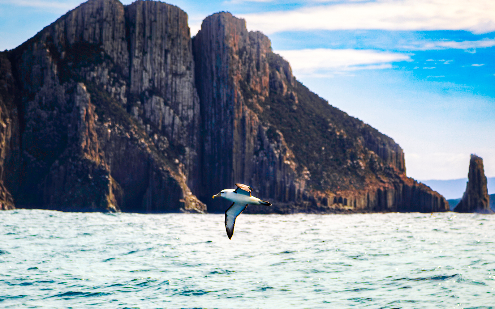 Albatross flying over ocean near Cape Raoul cliffs, Tasmania.