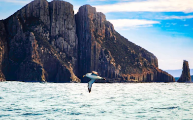 Albatross flying over ocean near Cape Raoul cliffs, Tasmania.