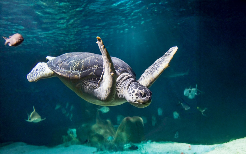 Sea turtle swimming with fish in aquarium at Sea Life Oberhausen.