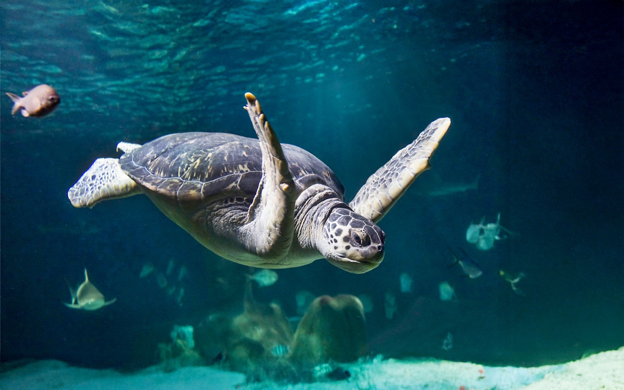 Sea turtle swimming with fish in aquarium at Sea Life Oberhausen.