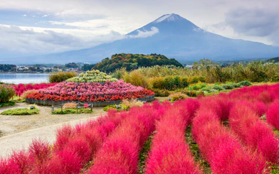 Mount Fuji with vibrant pink and red flowers in foreground, Japan.