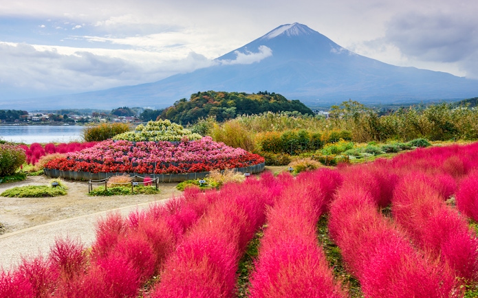 Mount Fuji with vibrant pink and red flowers in foreground, Japan.