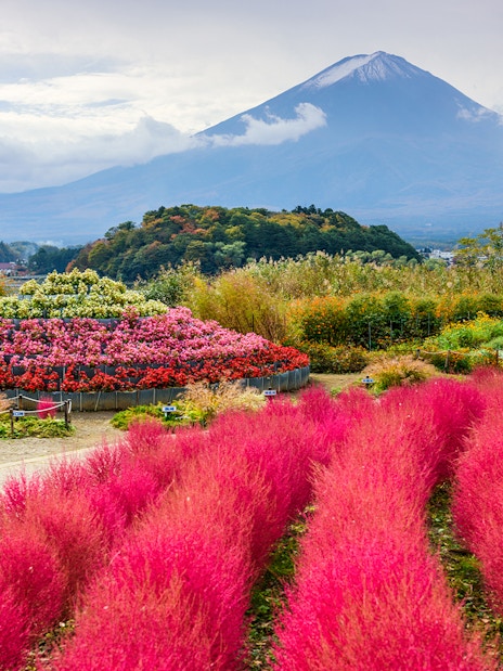 Mount Fuji with vibrant pink and red flowers in foreground, Japan.