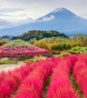 Oishi Park