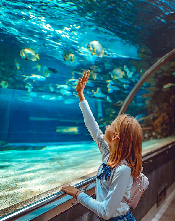 Girl observing fish in Aquarium de Paris tunnel exhibit.