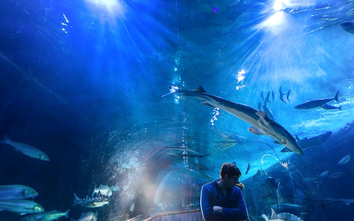 Underwater tunnel with fish and sharks at Aquarium of the Bay, San Francisco.