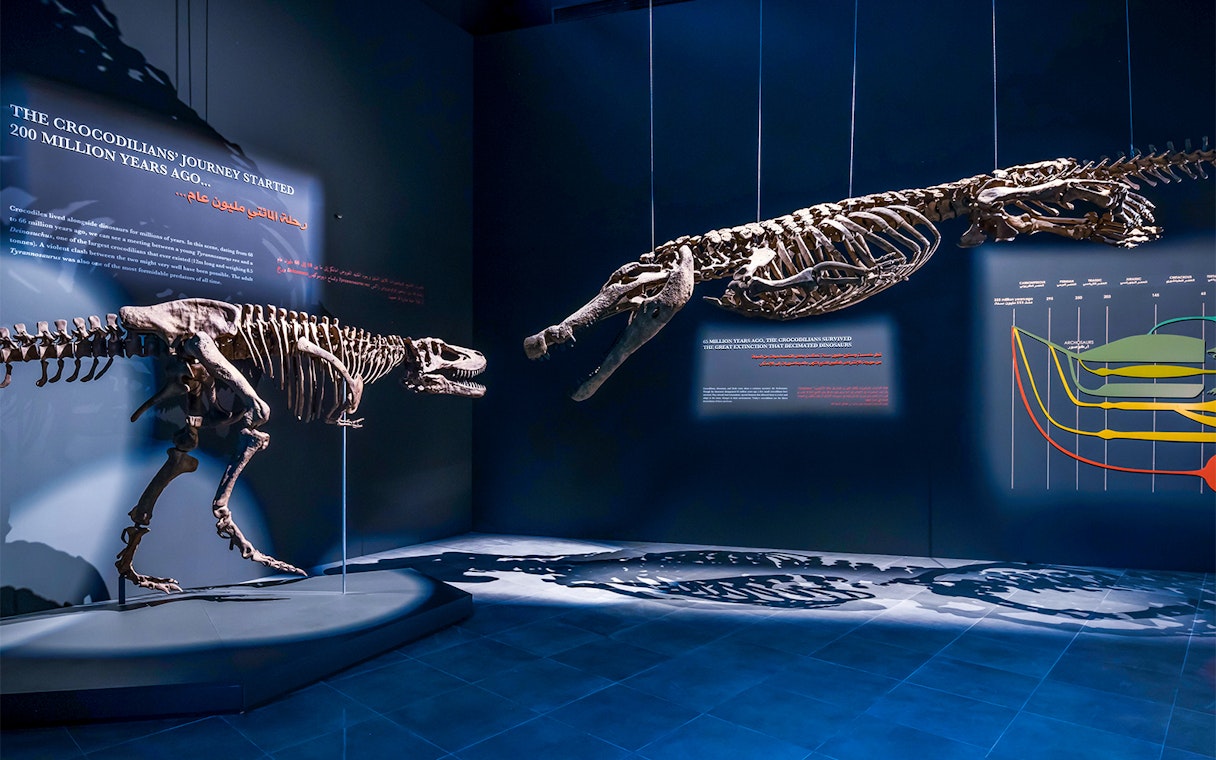 Dinosaur skeletons displayed at the Natural History Museum exhibit.