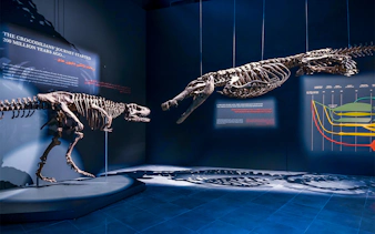 Dinosaur skeletons displayed at the Natural History Museum exhibit.