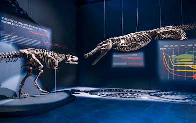 Dinosaur skeletons displayed at the Natural History Museum exhibit.