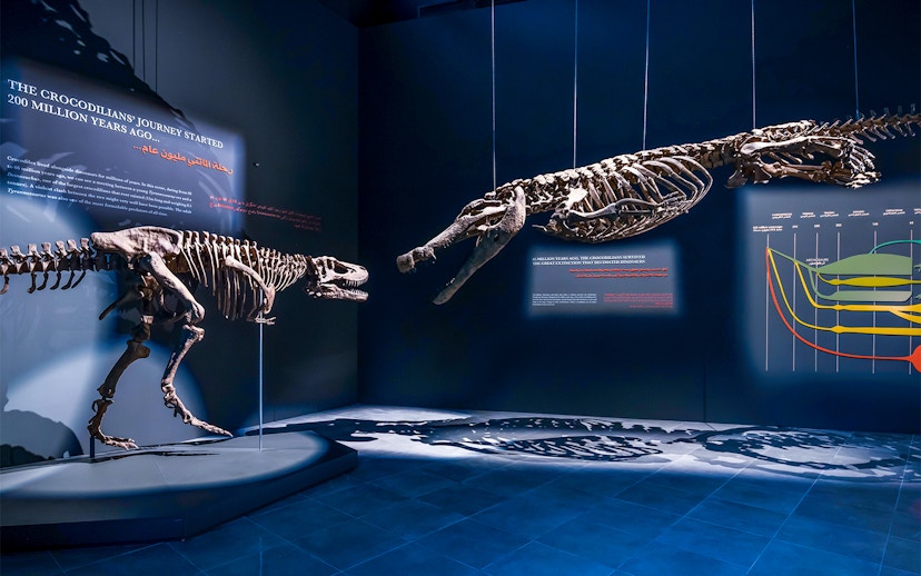 Dinosaur skeletons displayed at the Natural History Museum exhibit.