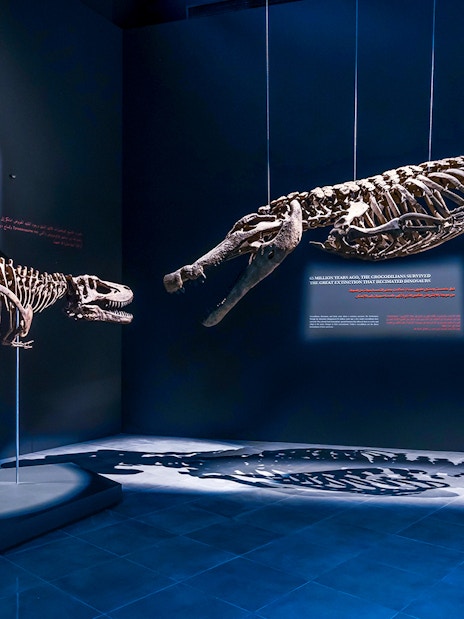 Dinosaur skeletons displayed at the Natural History Museum exhibit.