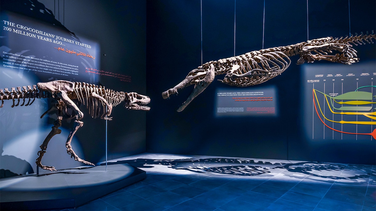 Dinosaur skeletons displayed at the Natural History Museum exhibit.