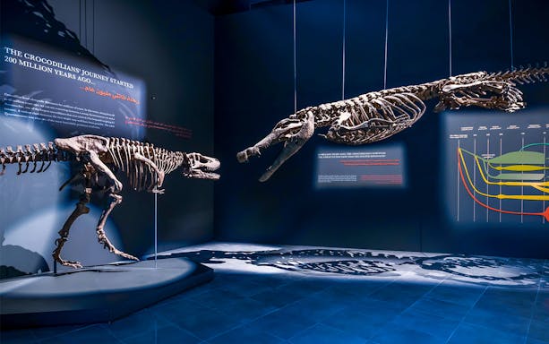 Dinosaur skeletons displayed at the Natural History Museum exhibit.