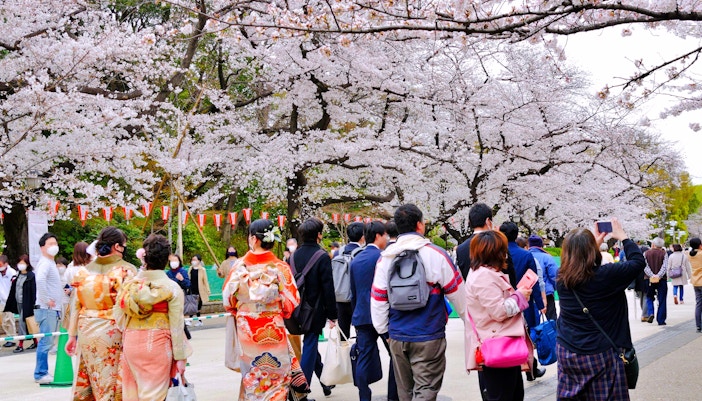 Visitors enjoying cherry blossoms at Ueno Park, Tokyo.