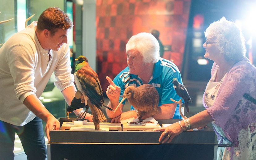 Visitors engaging with bird exhibits at Museum of NZ Te Papa Tongarewa.
