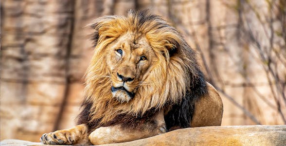 Entradas al Zoo de Barcelona