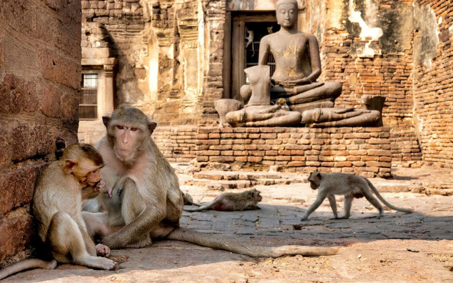 Monkeys at Lopburi Monkey Temple with ancient Buddha statue in Ayutthaya, Thailand.