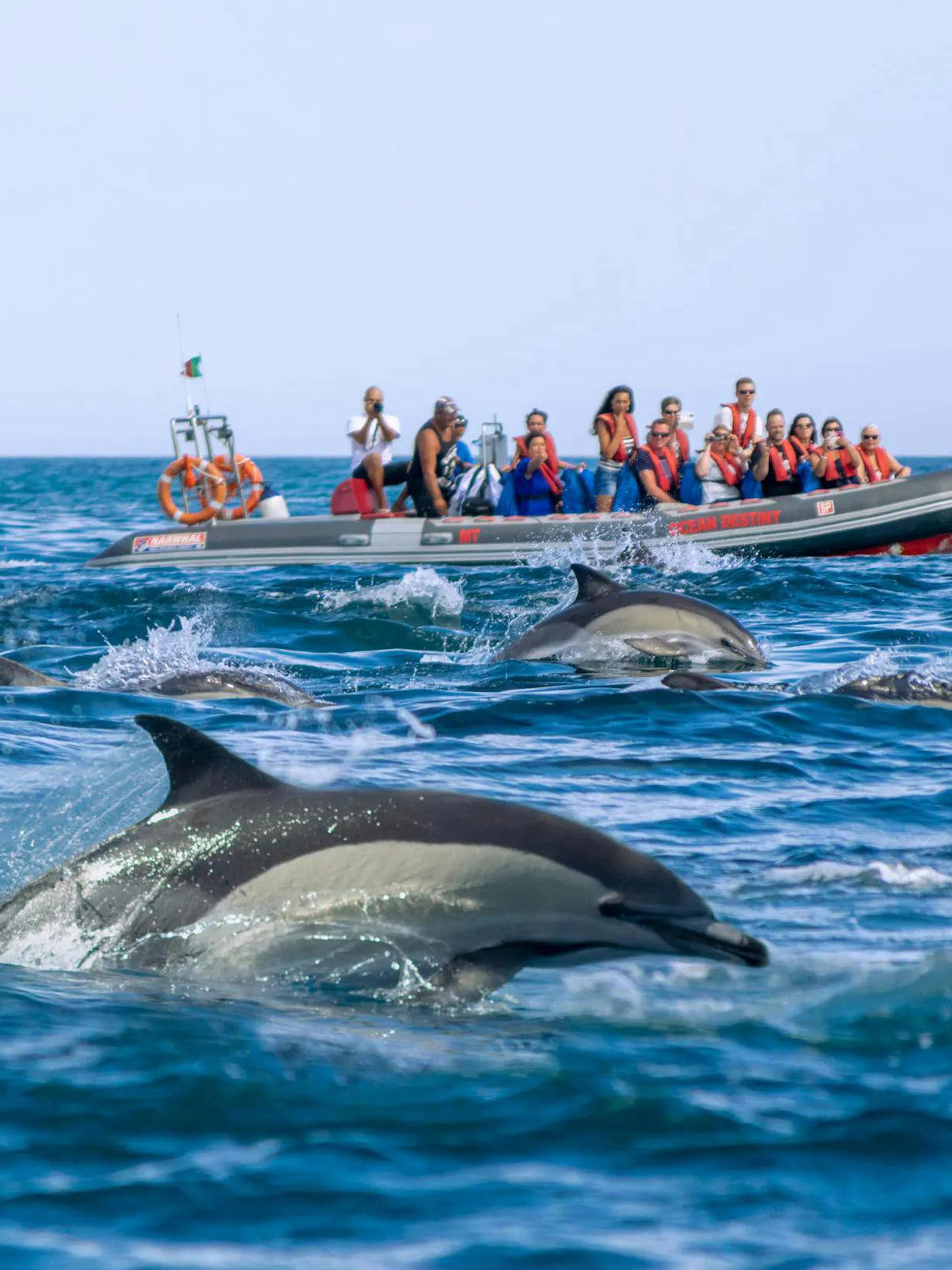 Boat tour from Portimão with tourists watching dolphins near Benagil Cave.