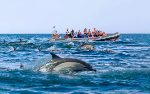 Boat tour from Portimão with tourists watching dolphins near Benagil Cave.