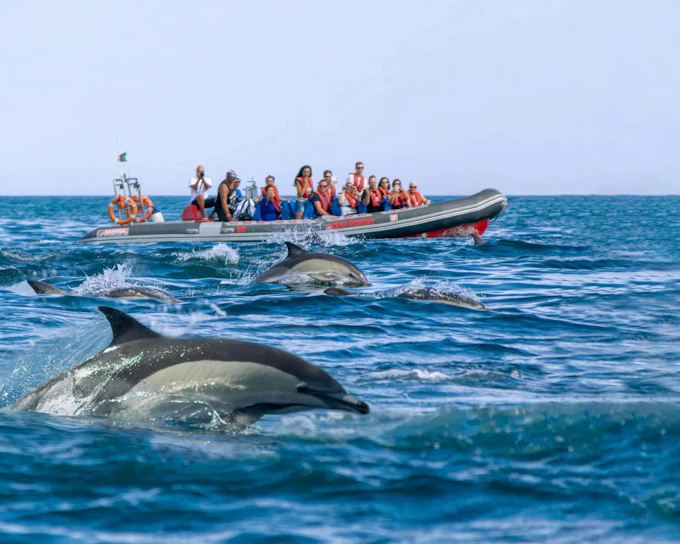 From Portimao: Benagil Cave & Dolphin Watching Boat Tour