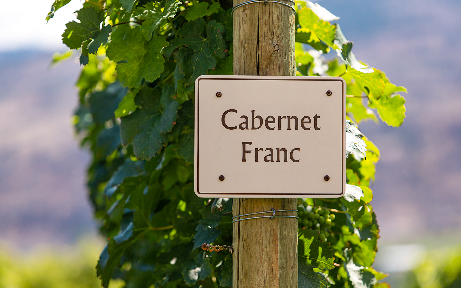 Loire Valley Wineries