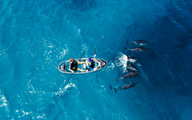 Outrigger canoe with two people paddling alongside dolphins in clear blue ocean, Sao Paulo.