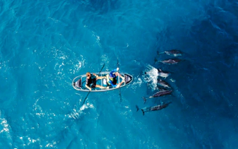 Outrigger canoe with two people paddling alongside dolphins in clear blue ocean, Sao Paulo.
