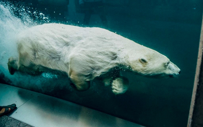 Polar bear swimming underwater at Copenhagen Zoo, part of the Copenhagen Card attractions.