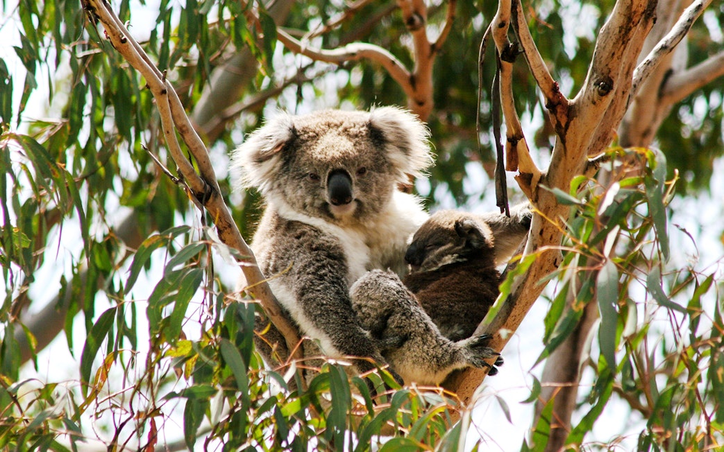 Koala resting in a tree at Koala Conservation Reserve, Phillip Island.