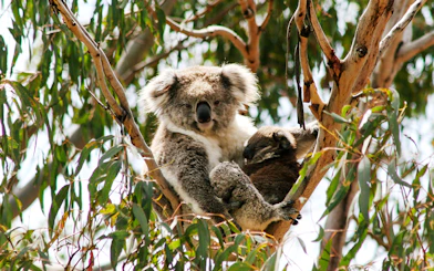 Koala resting in a tree at Koala Conservation Reserve, Phillip Island.