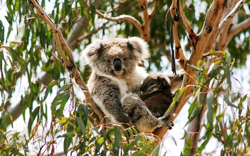 Koala resting in a tree at Koala Conservation Reserve, Phillip Island.