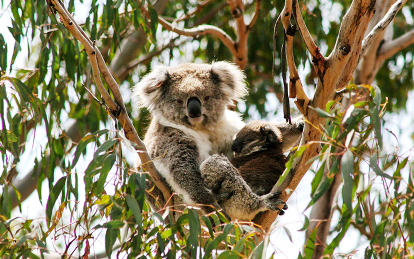 Koala resting in a tree at Koala Conservation Reserve, Phillip Island.